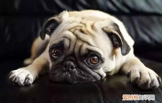 狗狗趾间炎怎么治疗 太过爱干净也可能导致疾病