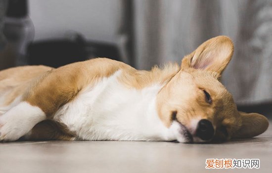 狗咬了一定会得病吗 你还保留妖魔化狂犬病的认知吗