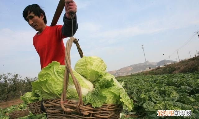 石灰粉能治白菜腐烂病吗,白菜死苗烂根可以用石灰防治吗