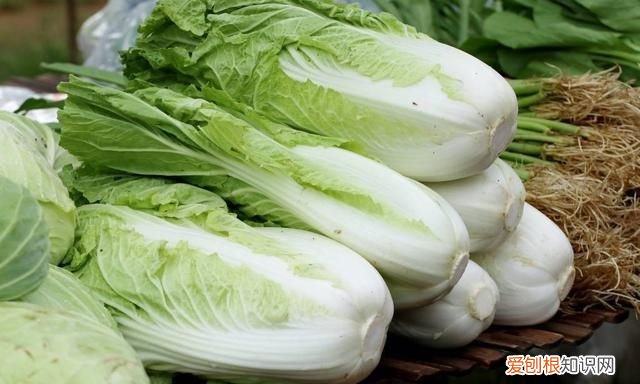 石灰粉能治白菜腐烂病吗,白菜死苗烂根可以用石灰防治吗