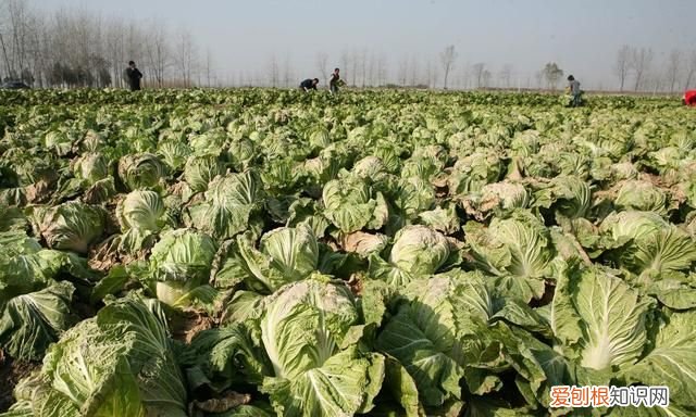 石灰粉能治白菜腐烂病吗,白菜死苗烂根可以用石灰防治吗