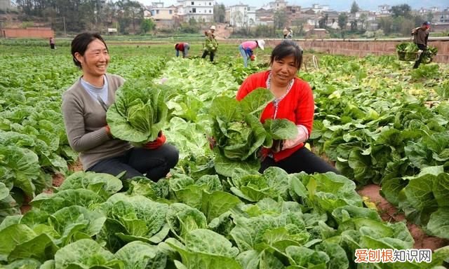 石灰粉能治白菜腐烂病吗,白菜死苗烂根可以用石灰防治吗