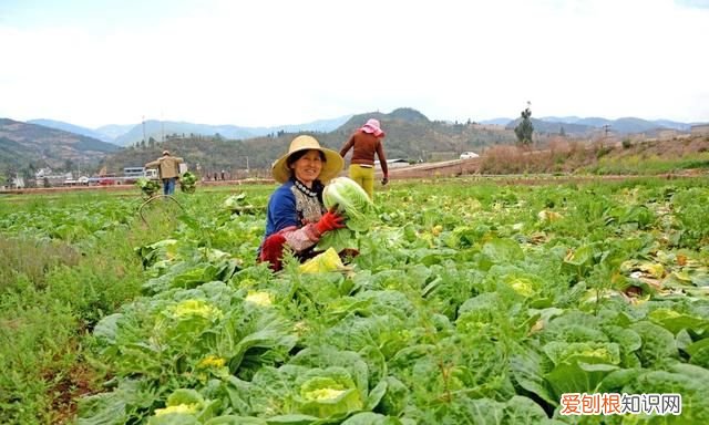 石灰粉能治白菜腐烂病吗,白菜死苗烂根可以用石灰防治吗