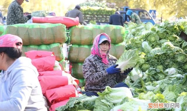 石灰粉能治白菜腐烂病吗,白菜死苗烂根可以用石灰防治吗