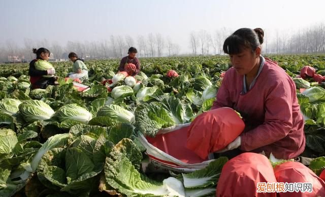 石灰粉能治白菜腐烂病吗,白菜死苗烂根可以用石灰防治吗