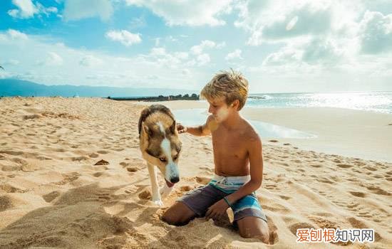 狗狗真菌性皮肤病如何治疗 这些医生不会告诉你的事