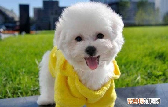 比熊犬有体臭怎么办 体臭口臭耳臭都不怕