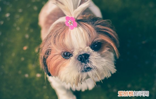 狗狗肺炎症状 如何确诊全肺炎