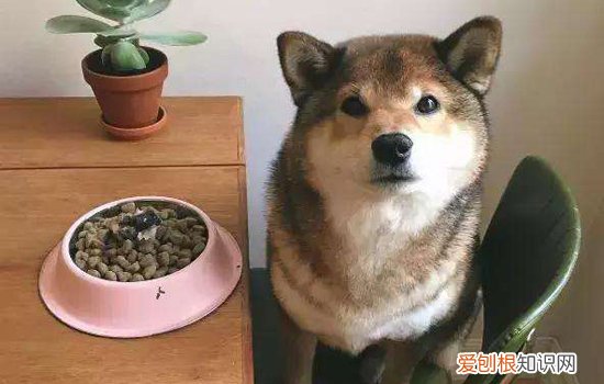 狗狗肺炎症状 如何确诊全肺炎