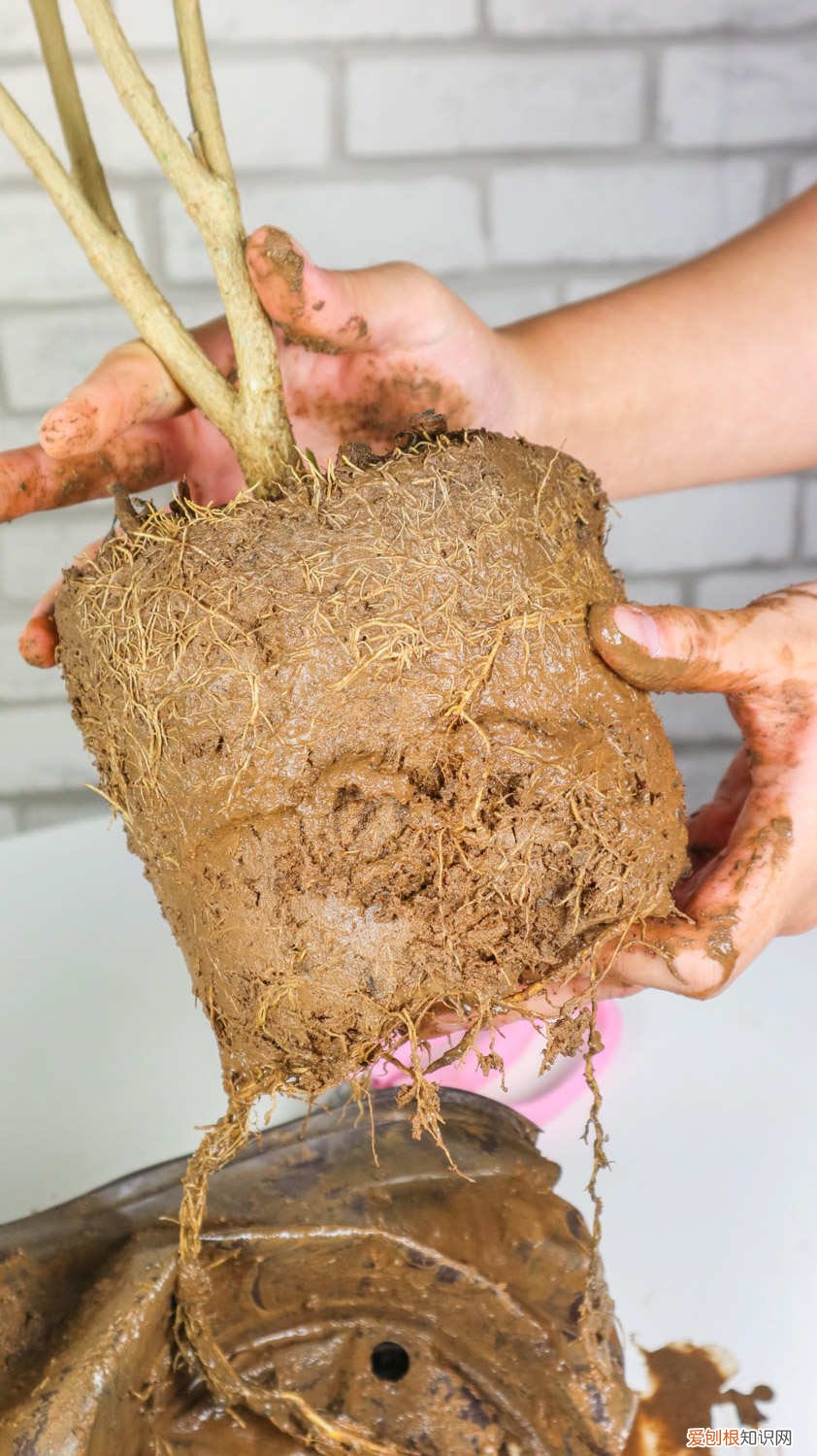 狗牙花狗牙花养殖方法 怎么养狗牙花