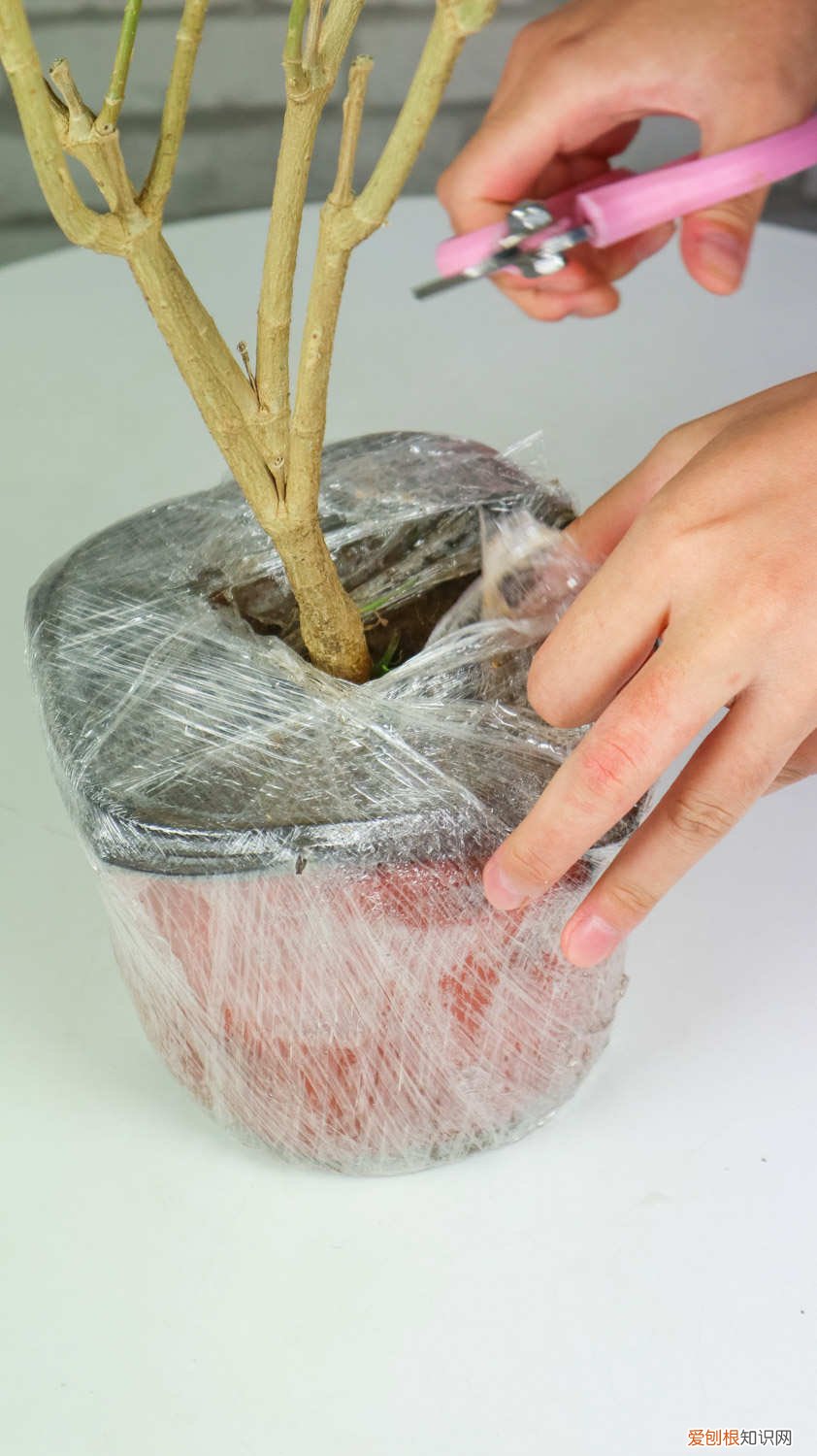 狗牙花狗牙花养殖方法 怎么养狗牙花