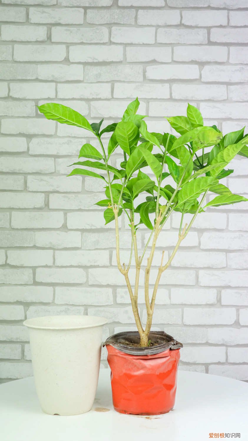 狗牙花狗牙花养殖方法 怎么养狗牙花