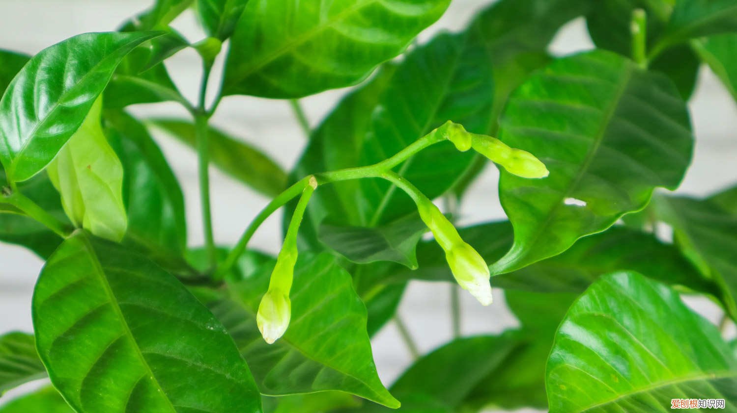 狗牙花狗牙花养殖方法 怎么养狗牙花