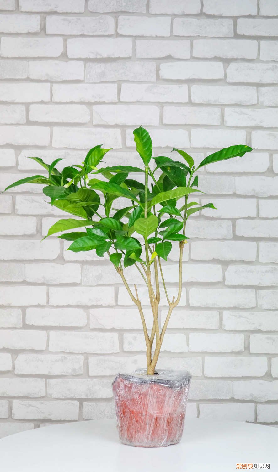 狗牙花狗牙花养殖方法 怎么养狗牙花