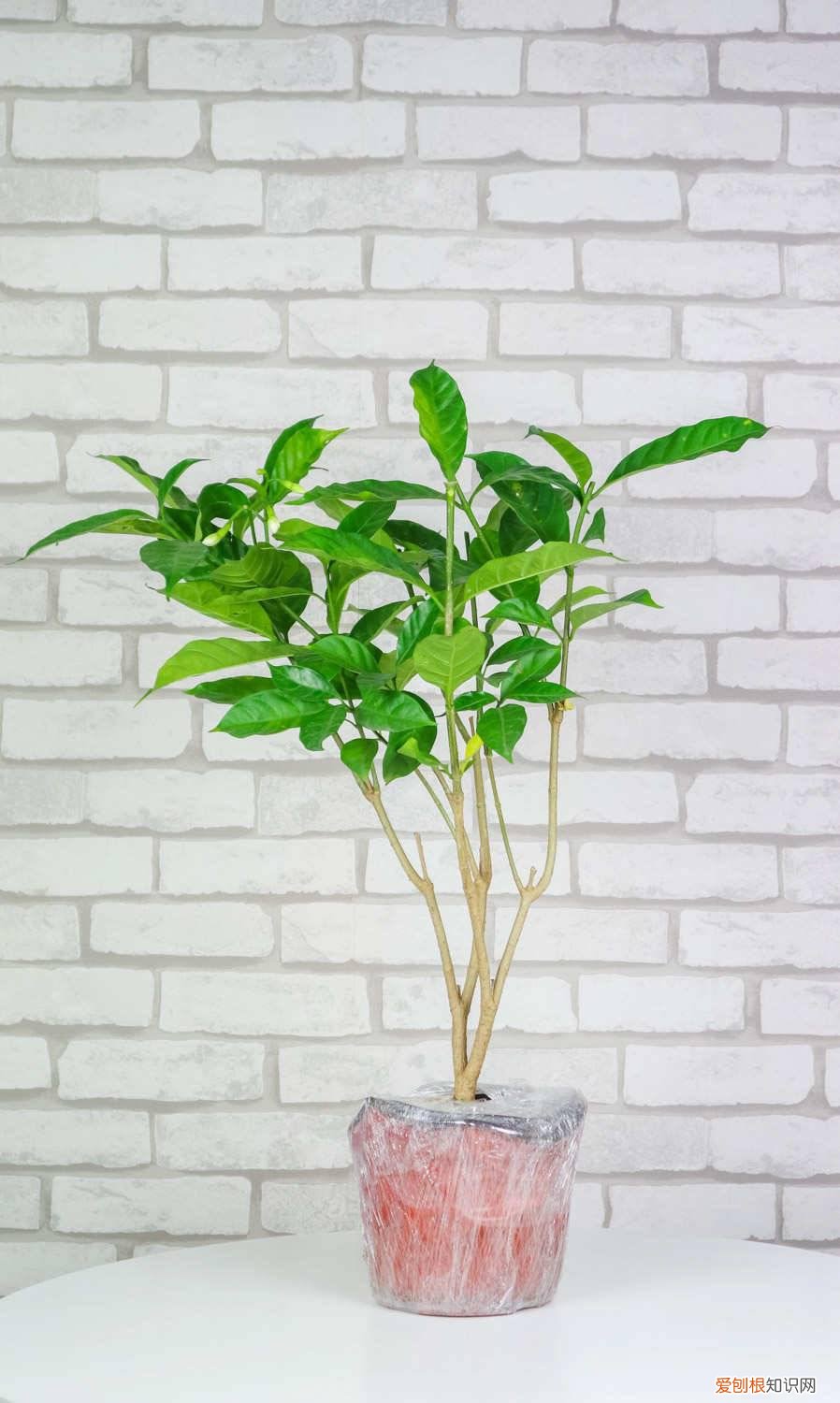 狗牙花狗牙花养殖方法 怎么养狗牙花