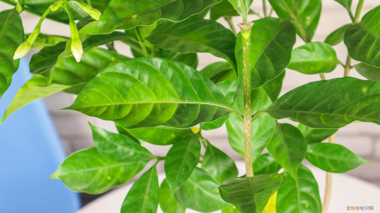 狗牙花狗牙花养殖方法 怎么养狗牙花