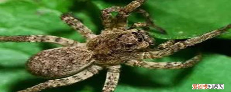 狼蛛的特点有哪些 狼蛛的幼崽有什么特点