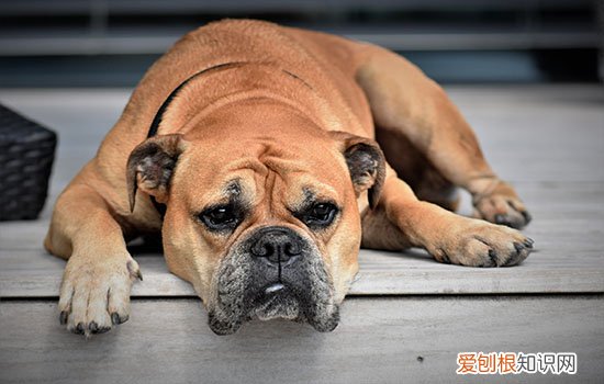 狂犬病怎么传染 没被狗咬也可能感染狂犬病