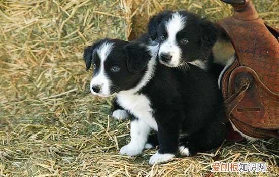 狗狗得了心丝虫怎么办 如何挽救狗生