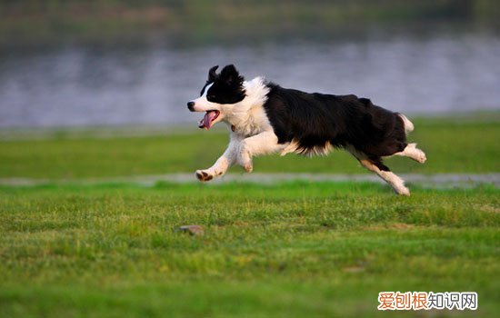 狗狗食欲不好怎么调理 食欲满分态狗狗肠胃疾病治疗宝典