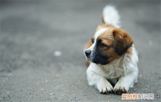 狗狗胃扭转是什么 狗狗胃扭转是怎么造成的