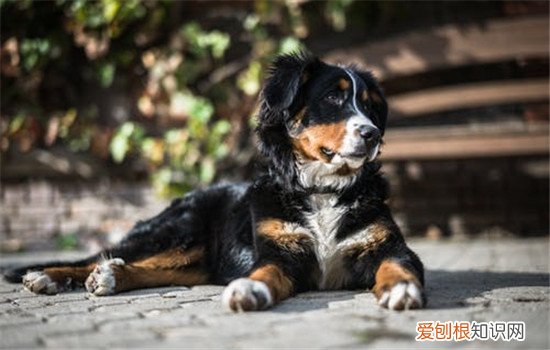 狗狗胃扭转是什么 狗狗胃扭转是怎么造成的