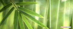 竹子的特点和象征 竹子特点与象征意义