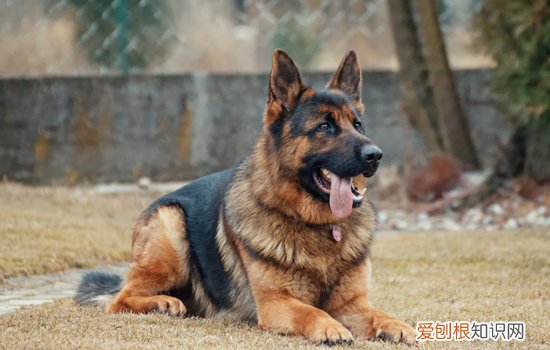 5个月黑背拉稀 五大对策