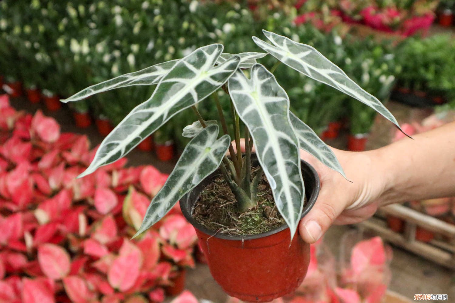 黑色观音莲怎么养 黑夜观音莲如何养