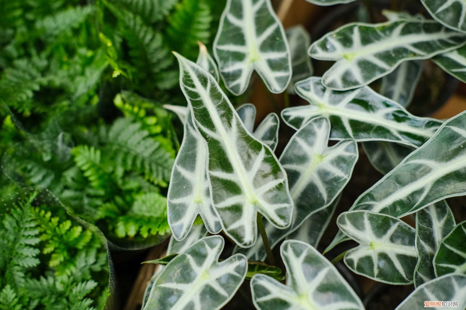 黑色观音莲怎么养 黑夜观音莲如何养