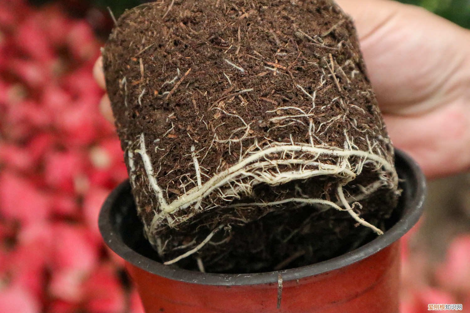 黑色观音莲怎么养 黑夜观音莲如何养