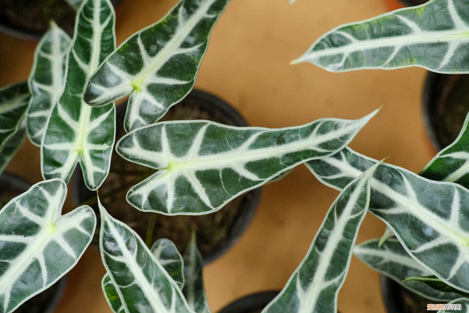 黑色观音莲怎么养 黑夜观音莲如何养