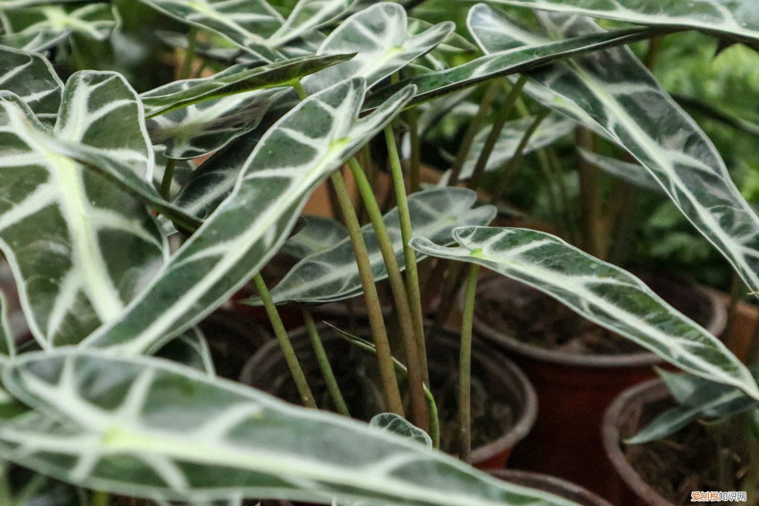 黑色观音莲怎么养 黑夜观音莲如何养