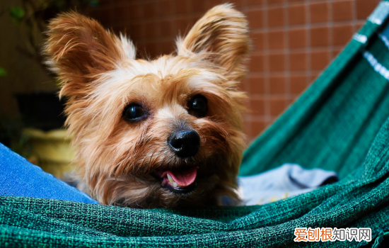 狗狗着凉症状 关注狗狗健康从细微处做起