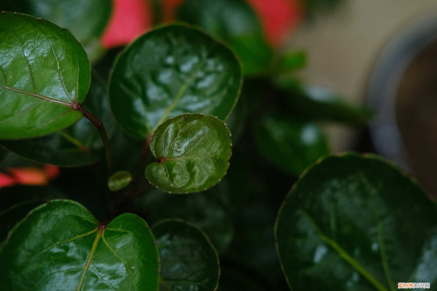 福禄桐的养殖方法和管理 福禄桐的养殖方法