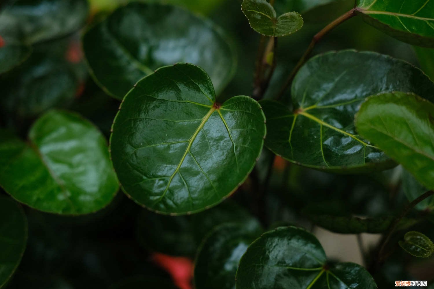 福禄桐的养殖方法和管理 福禄桐的养殖方法