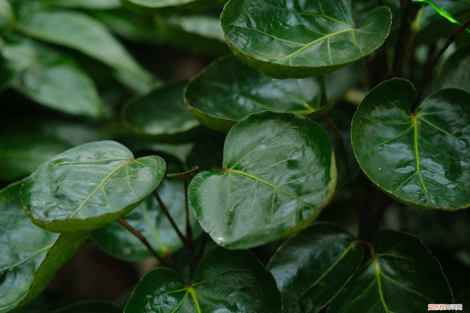 福禄桐的养殖方法和管理 福禄桐的养殖方法