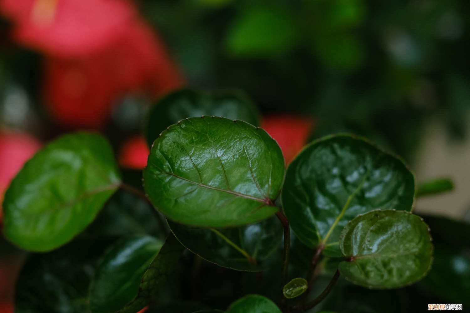 福禄桐的养殖方法和管理 福禄桐的养殖方法