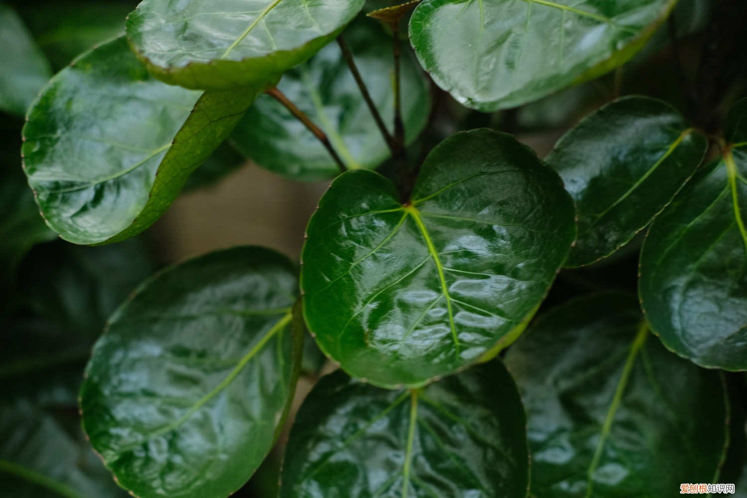 福禄桐的养殖方法和管理 福禄桐的养殖方法