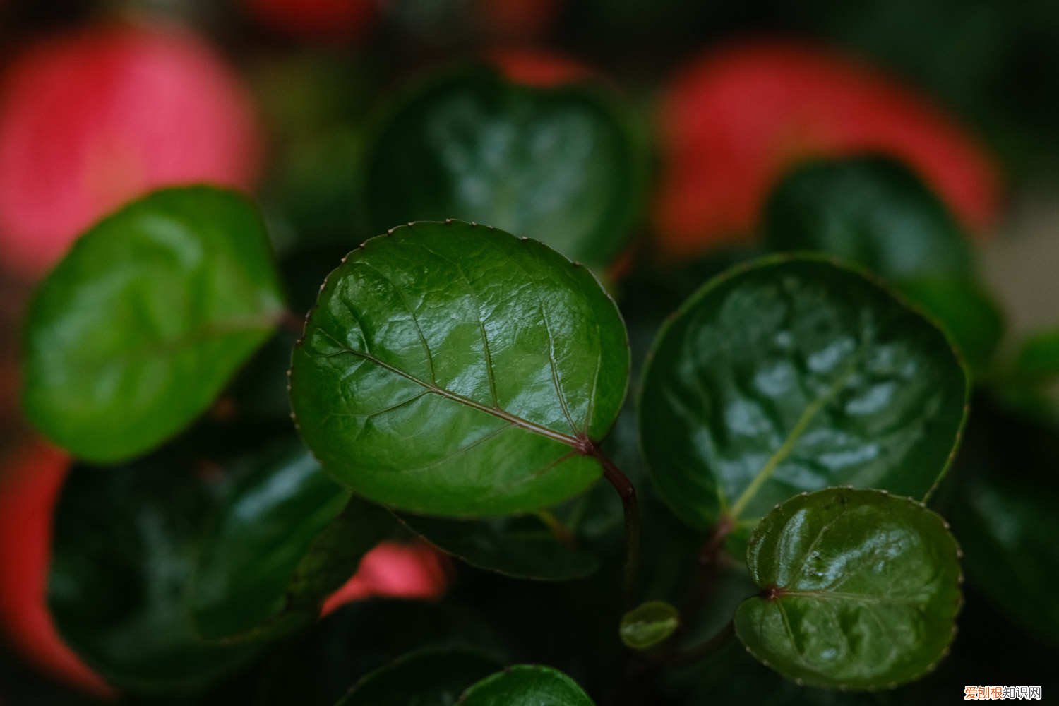 福禄桐的养殖方法和管理 福禄桐的养殖方法