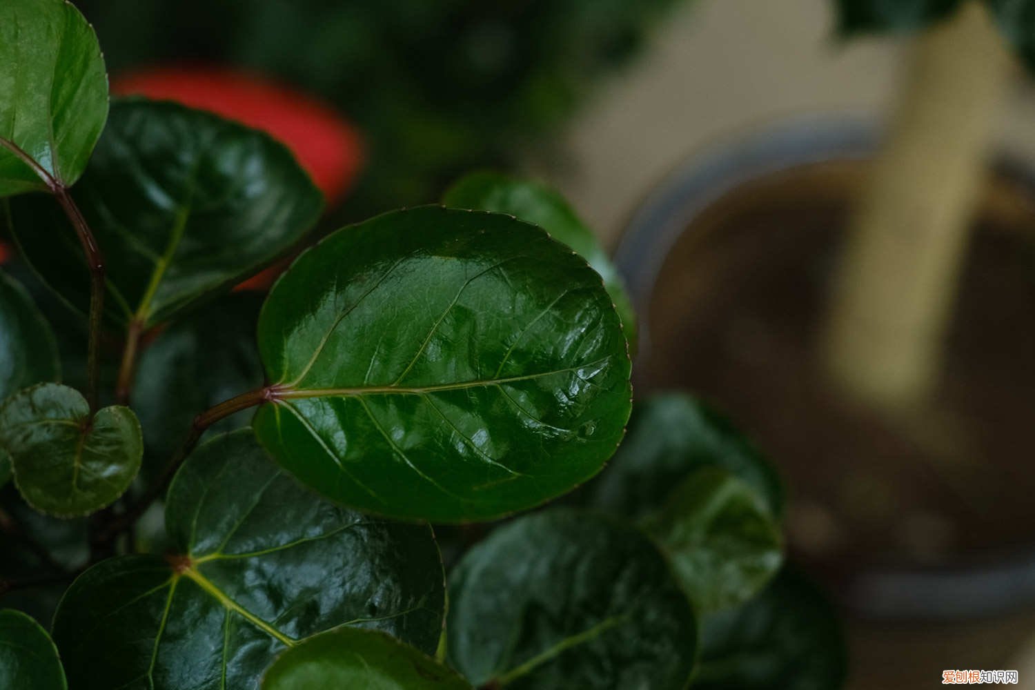 福禄桐的养殖方法和管理 福禄桐的养殖方法