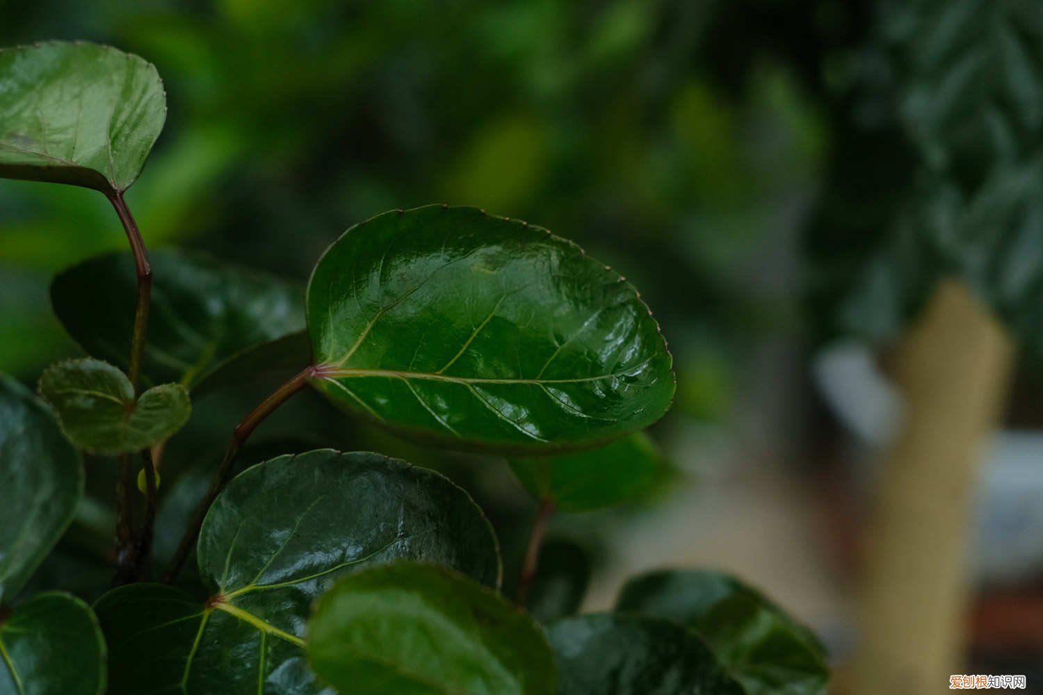 福禄桐的养殖方法和管理 福禄桐的养殖方法