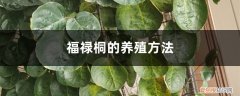 福禄桐的养殖方法和管理 福禄桐的养殖方法