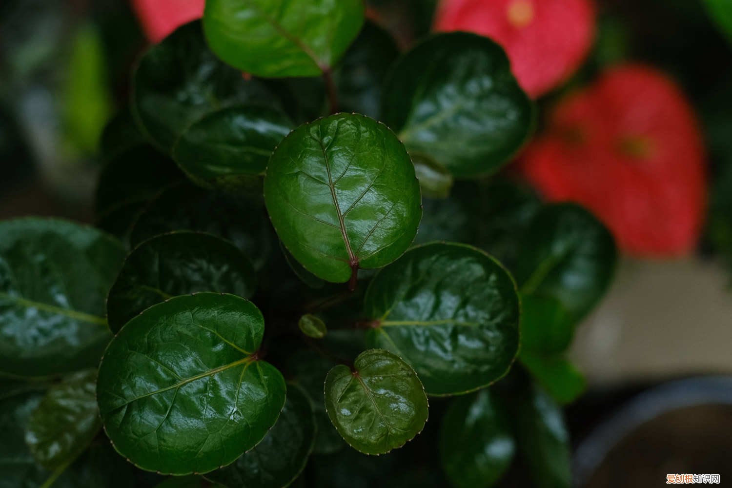 福禄桐的养殖方法和管理 福禄桐的养殖方法