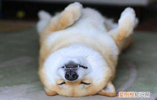 狗绝育的利弊 绝育手术的风险究竟可不可控