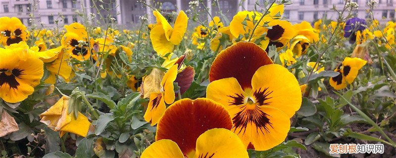 蝴蝶花养殖注意事项 蛾蝶花的养殖方法