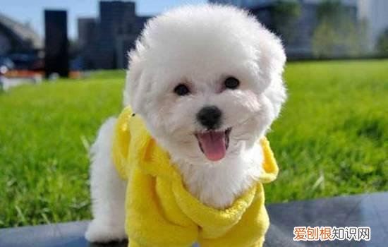 小奶狗咬人需要打针吗 正确看待狂犬疫苗