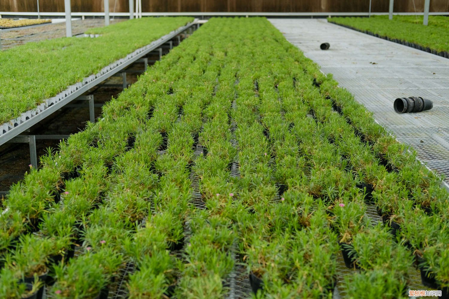 石竹夏天好养吗 常夏石竹的养殖方法