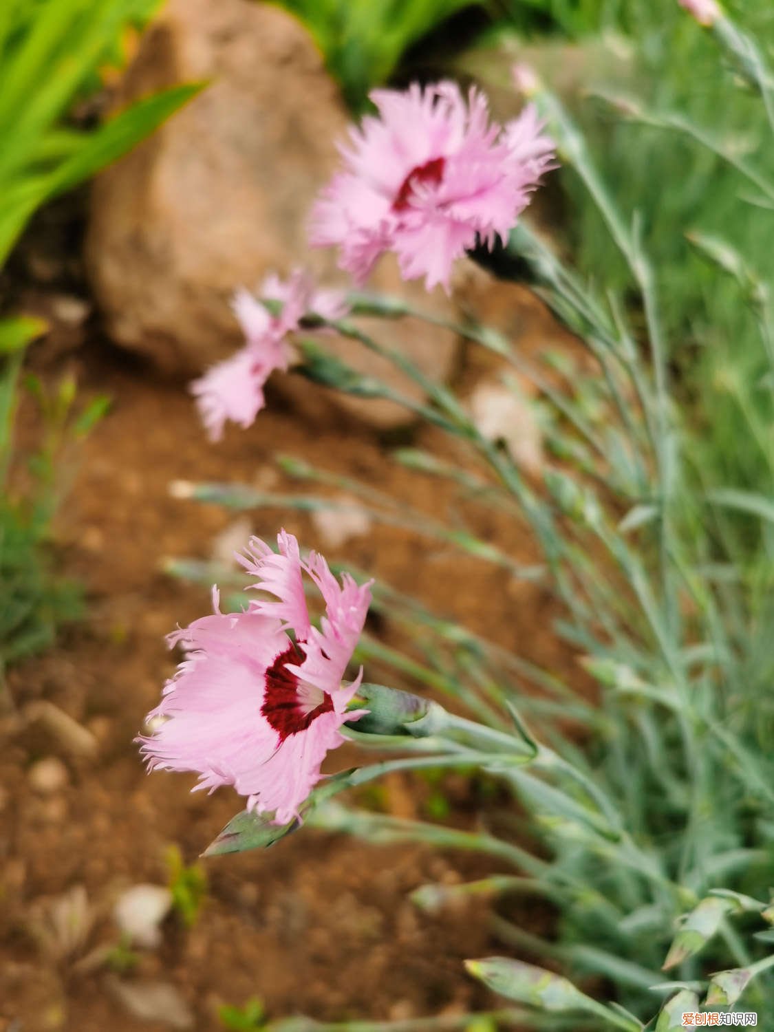 石竹夏天好养吗 常夏石竹的养殖方法