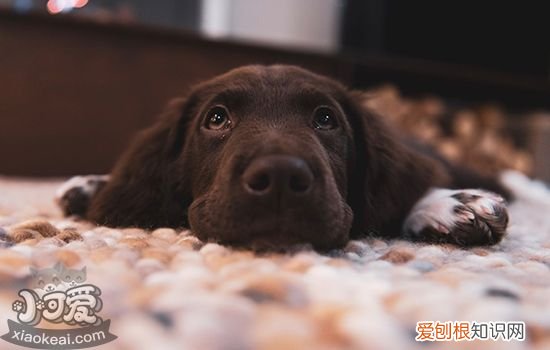 狗狗抑郁症的表现 警惕这些危险信号